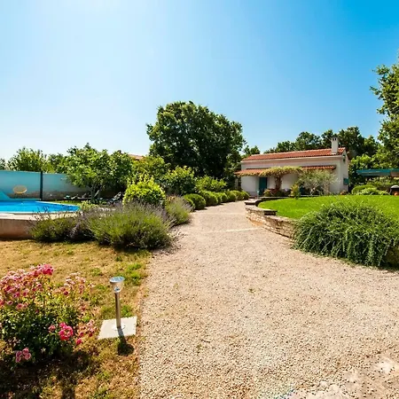 Vineyard In Rovinj